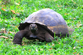 Meet the galapagos giant tortoise