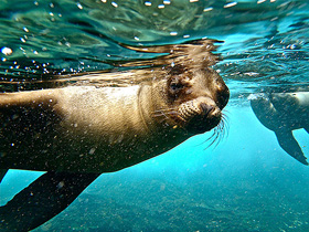 Snorkel with sea lions and more