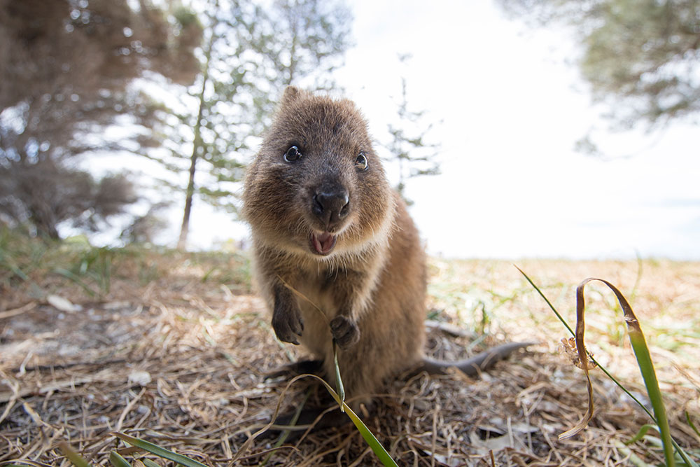 Rottnest Island